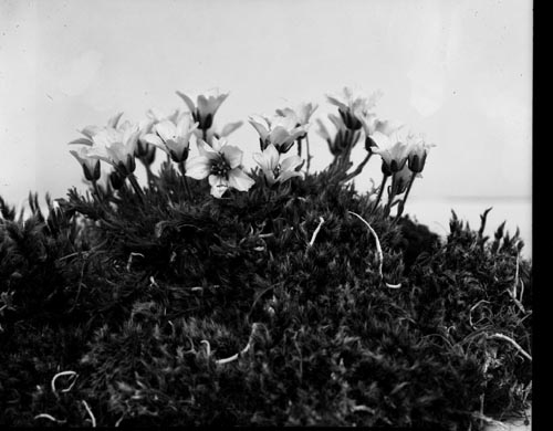 Photo of Arenaria macrocarpa flowers.