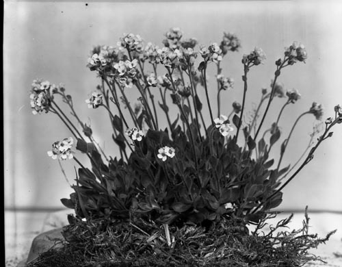 Photo of Brassicaceae flowers.