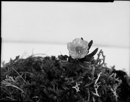 Photo of Ranunculus sulphureus solander plant.