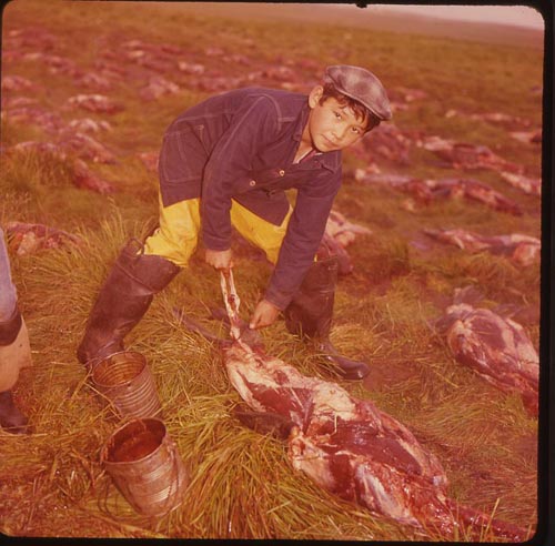 Photo of young boy, Bert Merculief, cutting sealskin.