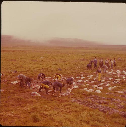 Photo of men skinning seals in field.