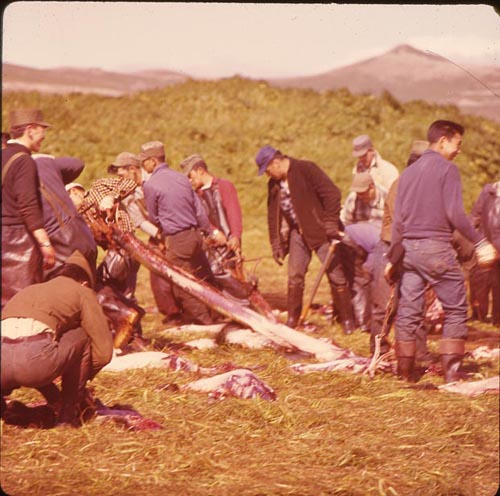 Photo of people removing skins from seals in a field.