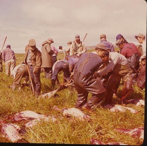 Photo of people removing skins from seals in a field.