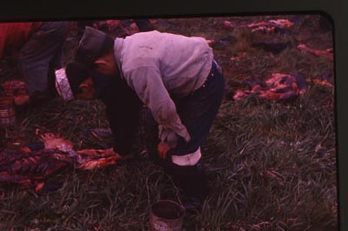 Photo of two boys looking at seal carcasses.