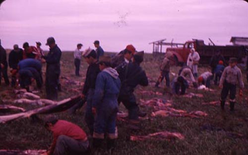 Photo of people walking among seal carcasses.