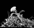 Thumbnail photo of yarrow flower.