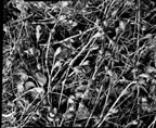 Thumbnail photo of Salix plant.