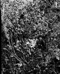 Thumbnail photo of Salix archea plant.