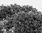 Thumbnail photo of Saxifraga oppositifolia plant.