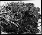 Thumbnail photo of Chrysospkevuin beringianium plant.