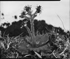 Thumbnail photo of Saxifraga flower.