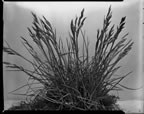 Thumbnail photo of Poa arctica plant.