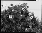 Thumbnail photo of Androsaceae lehmannia flowers.