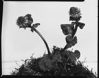 Thumbnail photo of two Lagotis glauca baertn flowers.