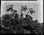 Thumbnail photo of Viola langsdorffii flowers.