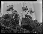 Thumbnail photo of Viola langsdorffii flowers with ruler.
