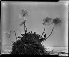 Thumbnail photo of five Papaver alaskanum flowers.