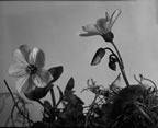 Thumbnail photo of two Claytonia sarmentosa flowers.