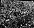 Thumbnail photo of scattered fungi.