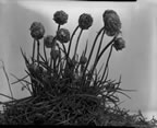 Thumbnail photo of Armeria valgaris varactica flowers.