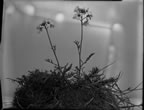 Thumbnail photo of Cardamine pratensis L. flowers.