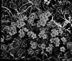 Thumbnail photo of Evitrichium chamissonis flower.