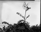 Thumbnail photo of Polemonium acutiflorum flower.