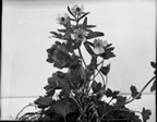 Thumbnail photo of Ranunculus Eschsoltaii schlect. flowers.