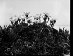 Thumbnail photo of Arenaria macrocarpa flowers.