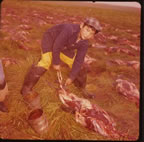 Thumbnail photo of young boy, Bert Merculief, cutting sealskin.