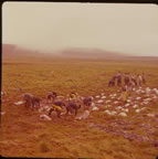 Thumbnail photo of men skinning seals in field.
