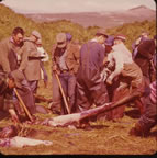Thumbnail photo of people removing skins from seals in a field.
