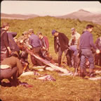 Thumbnail photo of people removing skins from seals in a field.