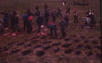 Thumbnail photo of people and dead seal carcasses.
