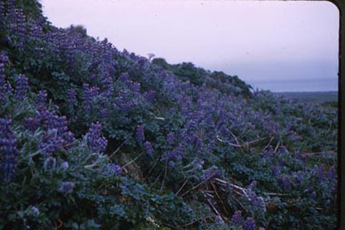 Photo of hillside of Lupine flowers.