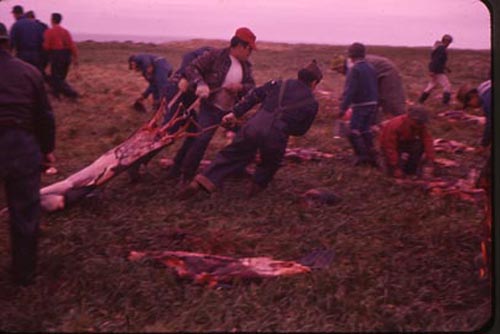 Photo of removing fur from seal.