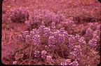 Thumbnail photo of Lupine flowers.