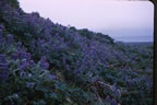 Thumbnail photo of hillside of Lupine flowers.