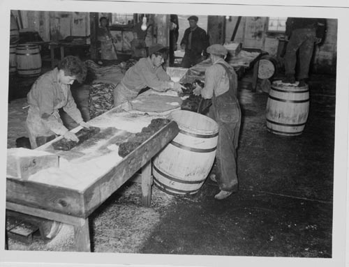 Photo of men preparing the skins for barreling.