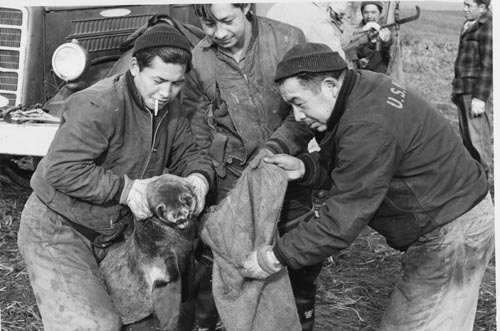 Photo of men placing pup in gunny sack for weighing.