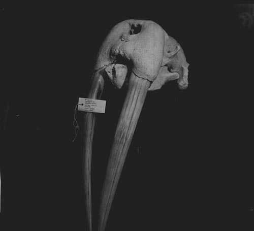 Photo of Walrus skull with tag "Female walrus found dead on Polovina sands, July 7, 1962. G. Lyons".