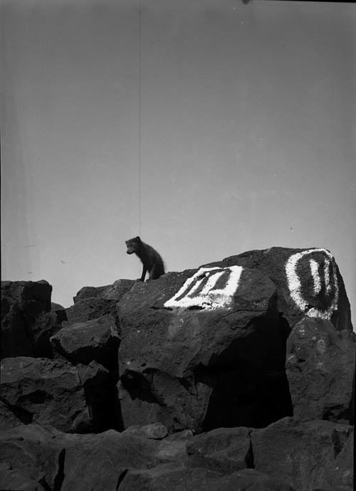 Photo of fox sitting on rock marker 11.