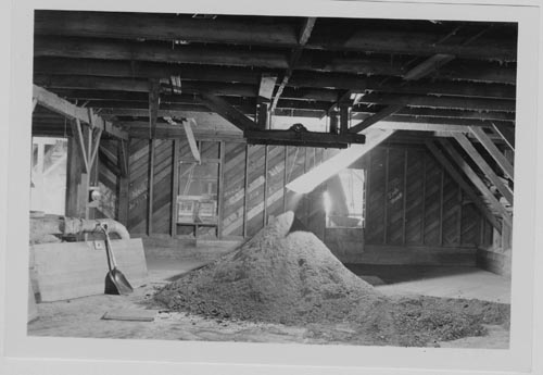 Photo of loft with seal meal piling up. At intervals it is pushed through a hole in the floor to the hammer mill.