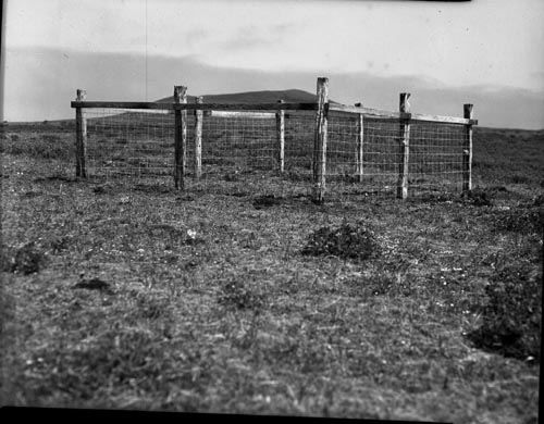 Photo of reindeer exclosure near Lake Hill constructed in June 1953.