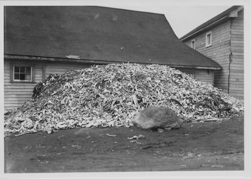 Photo of a large pile of bones.