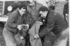 Thumbnail photo of men placing pup in gunny sack for weighing.