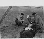 Thumbnail photo of Dr. Raymond Aretos, Ford Wilke, and L.E. Jordan kneeling by dead seal.
