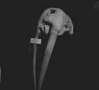 Thumbnail photo of Walrus skull with tag "Female walrus found dead on Polovina sands, July 7, 1962. G. Lyons".