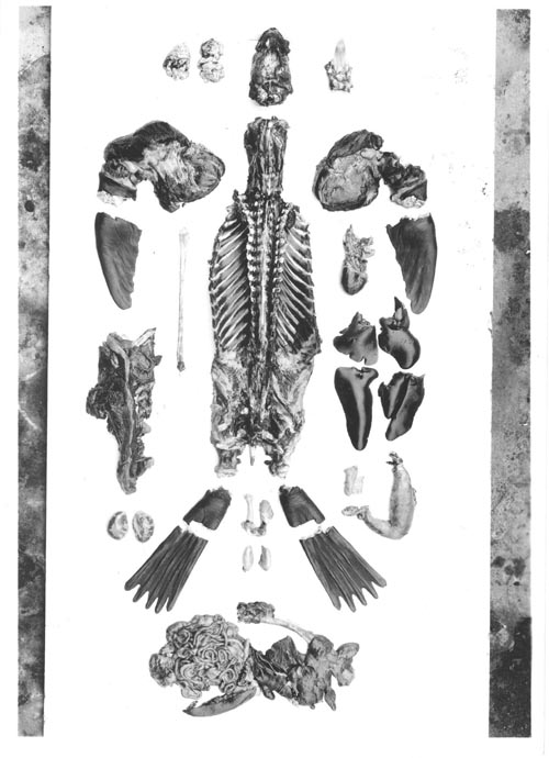 Photo of parted fur seal skeleton.