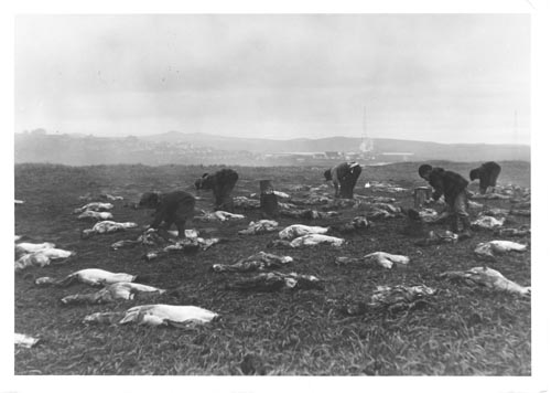 Photo of men bending over seal carcasses at Reef Point.